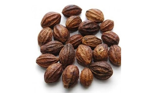 Kadukkai Seed