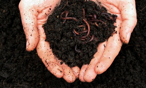 Vermicompost